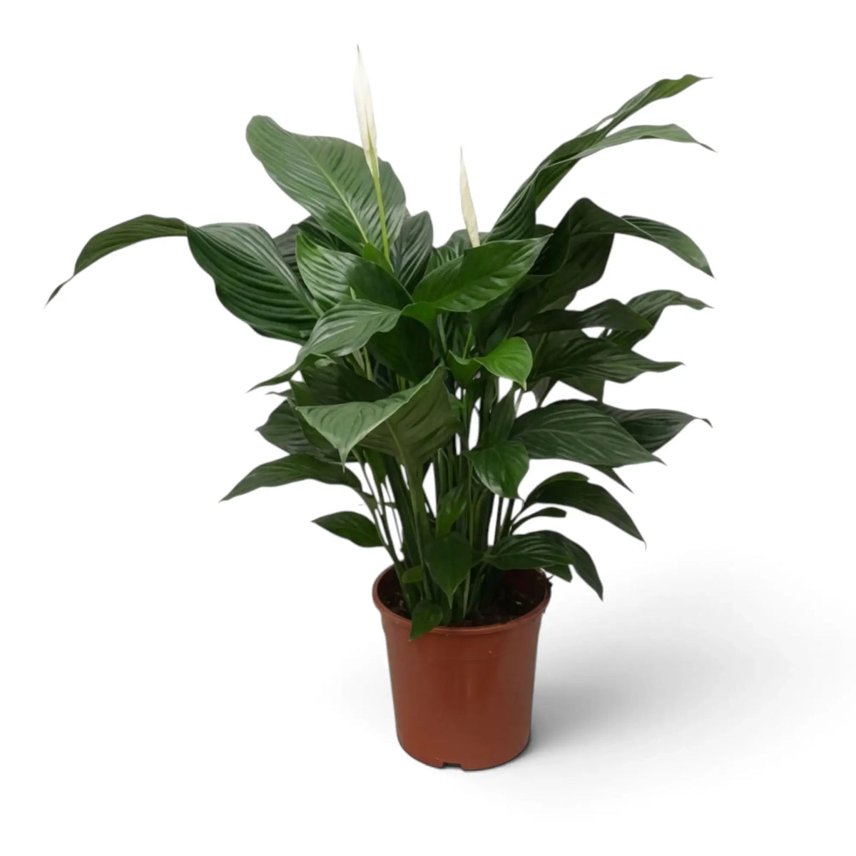 Spathiphyllum 'Sweet Lauretta' with tall broad dark-green leaves forming an upright clump