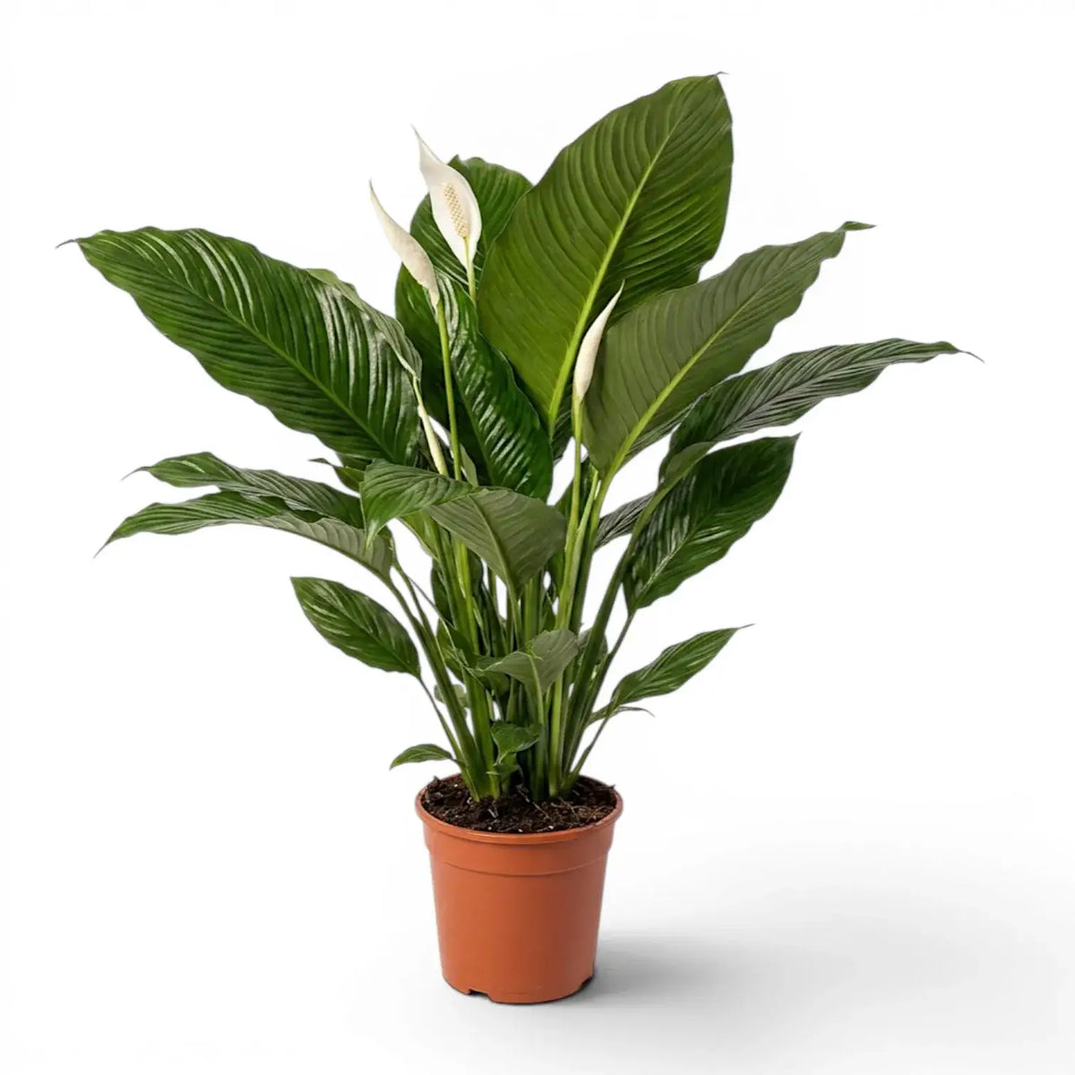 Spathiphyllum Sweet Sebastiano peace lily plant in a nursery pot.