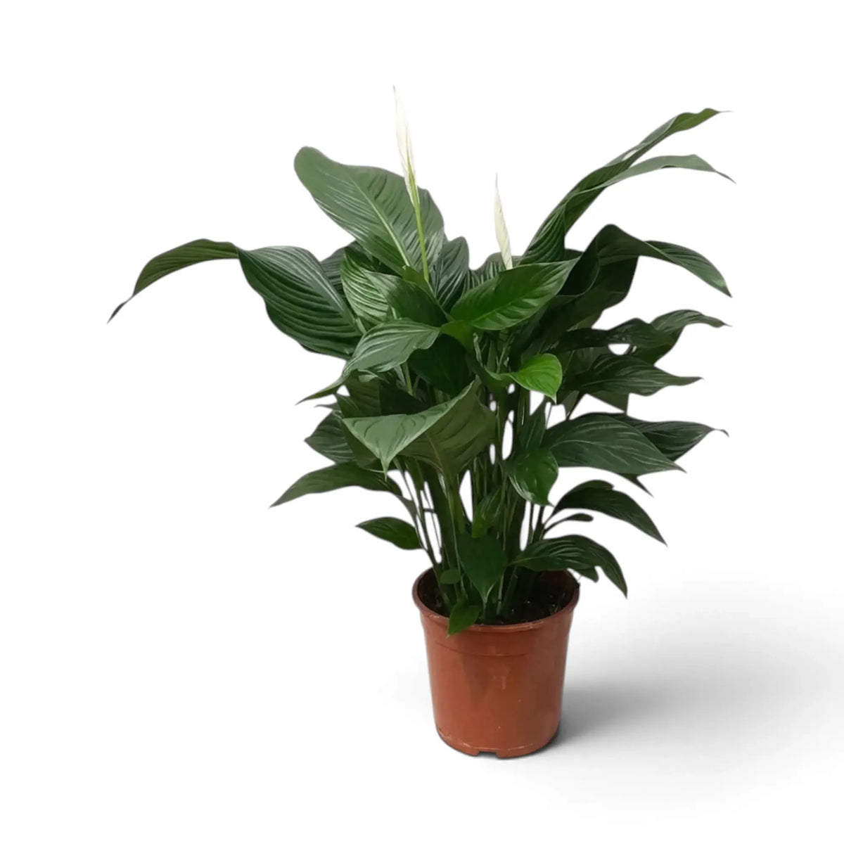 Spathiphyllum ‘Sweet Silvana’ mit buschigem Wuchs, glänzenden Blättern und schmalen weißen Hochblättern