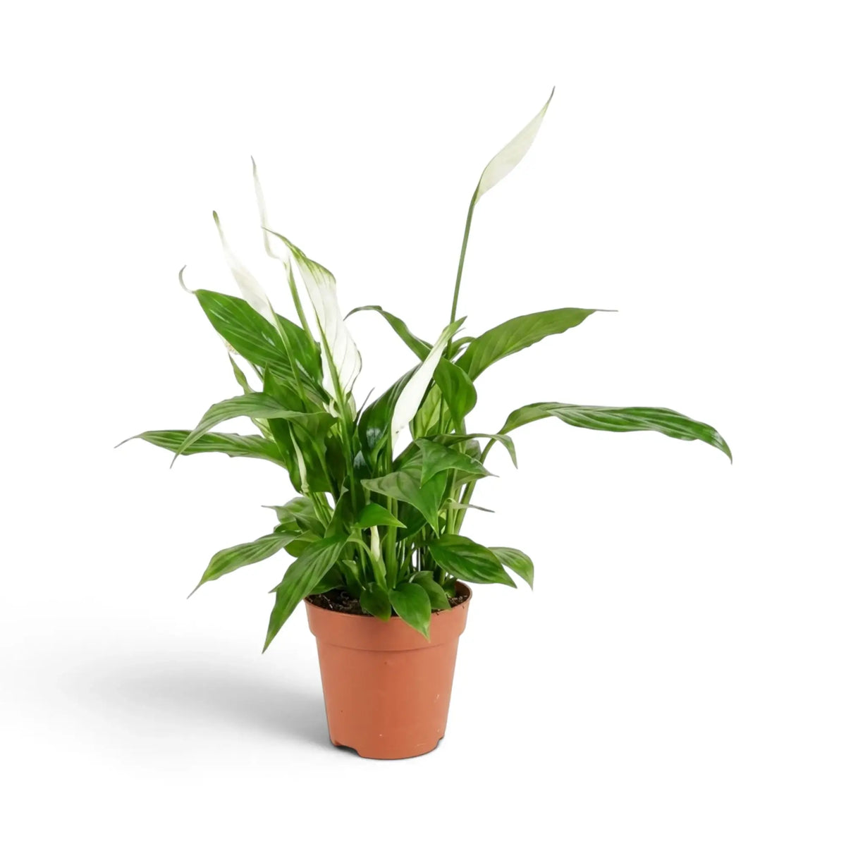 Spathiphyllum ‘Torelli’ im Kulturtopf mit kompaktem, rundlichem Wuchs, glänzenden Blättern und weißen Blütenständen