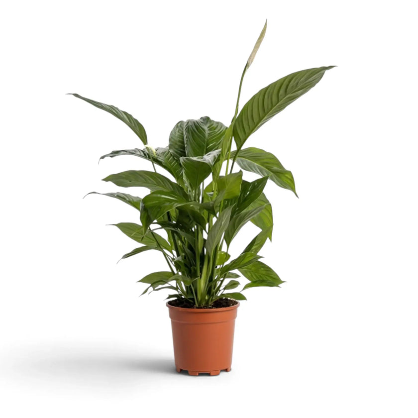 Potted Spathiphyllum 'Vivaldi' showing arching lance-shaped leaves and dense basal growth
