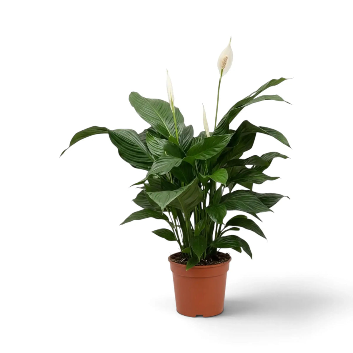 Spathiphyllum 'Vivaldi' mit dunkelgrünem Blattwerk, teils aufrecht und teils bogig überhängend