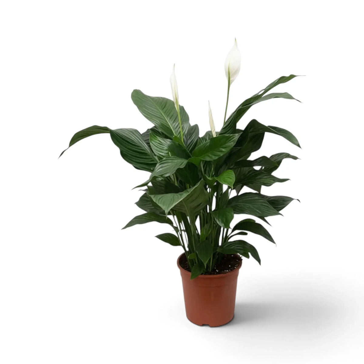 Spathiphyllum 'Vivaldi' mit aufrechtem Blattschopf aus glänzend dunkelgrünen Blättern im Kulturtopf