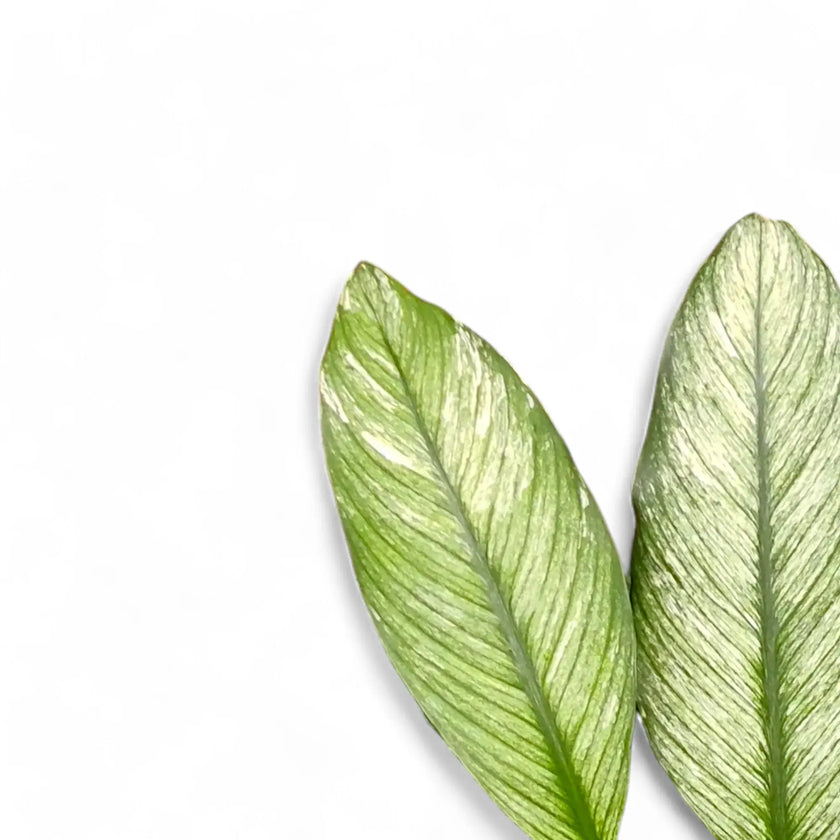 Spathiphyllum wallisii 'Sensation' variegata – Blattdetail vor weißem Hintergrund..