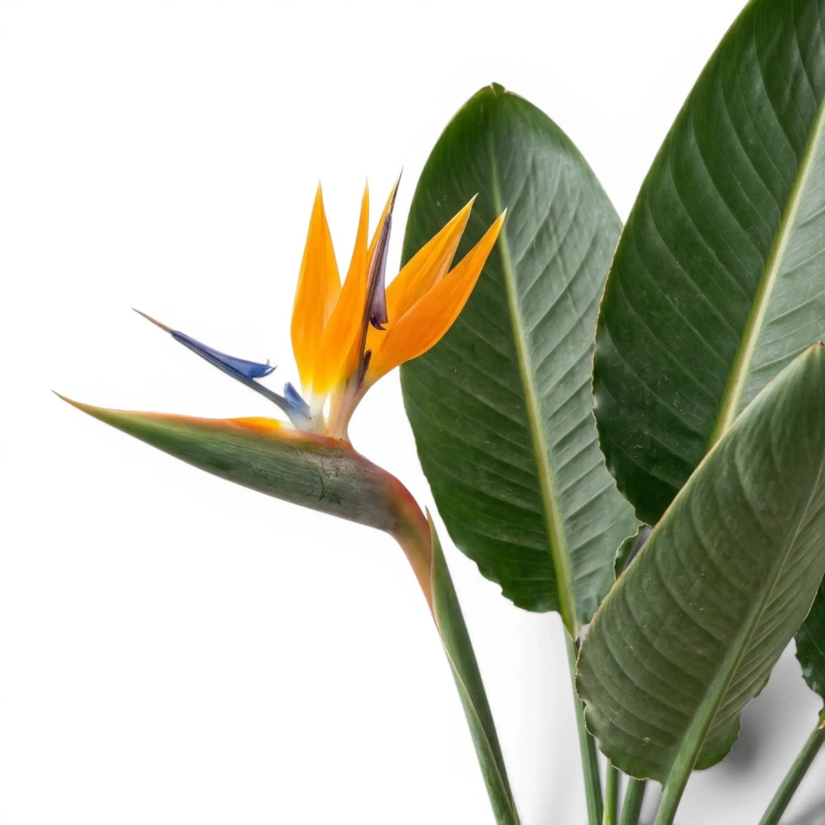 Close-up of Strelitzia reginae flower with green leaves, on white background