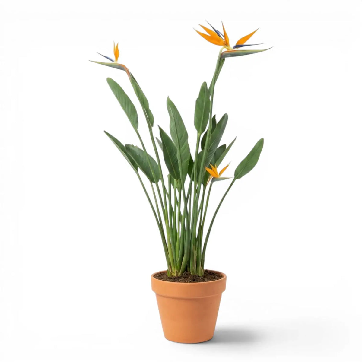 Strelitzia reginae plant in a nursery pot on white background