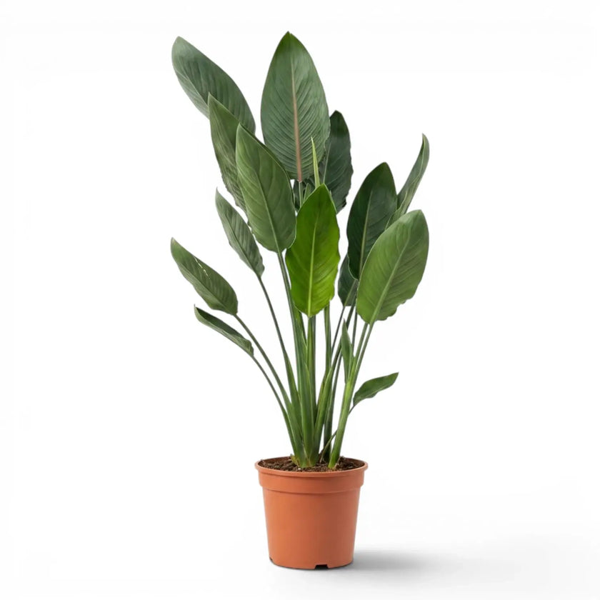 Strelitzia reginae plant in a nursery pot on white background