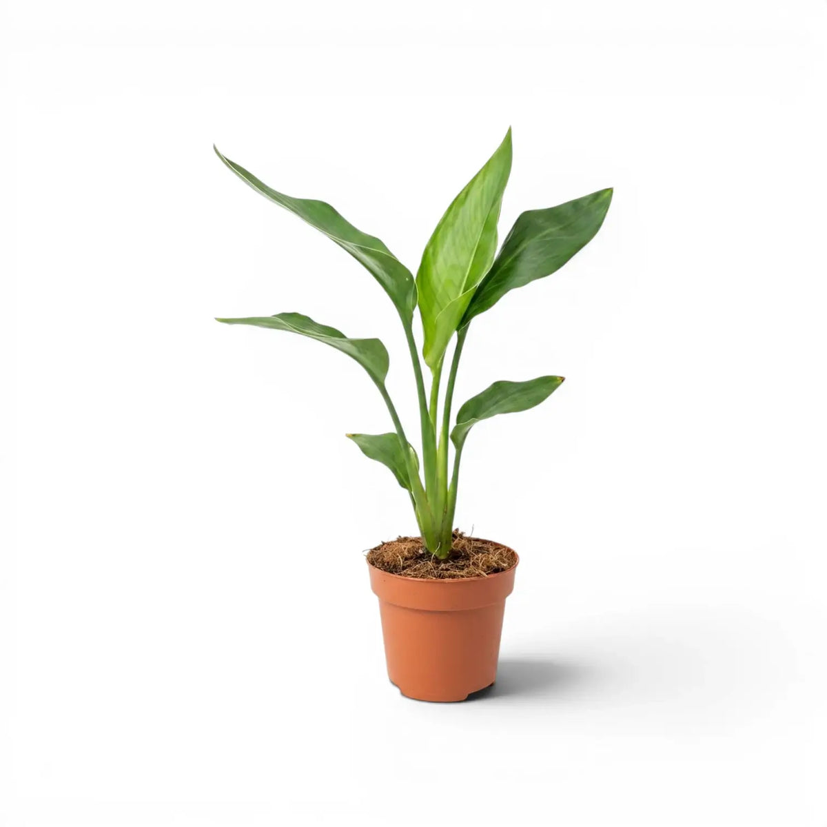 Small Strelitzia reginae plant in a nursery pot on white background