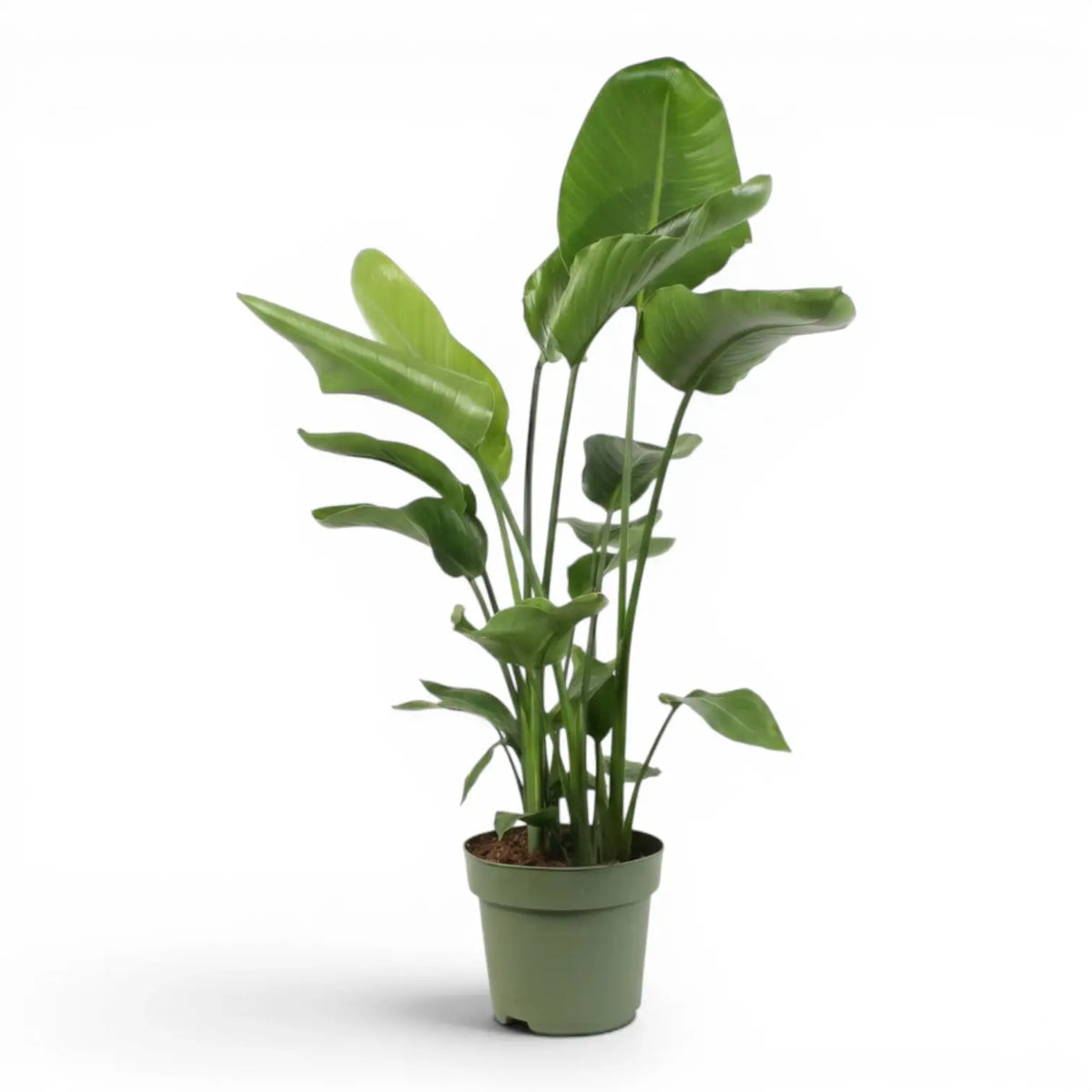 Extra large Strelitzia nicolai plant in a nursery pot on white background