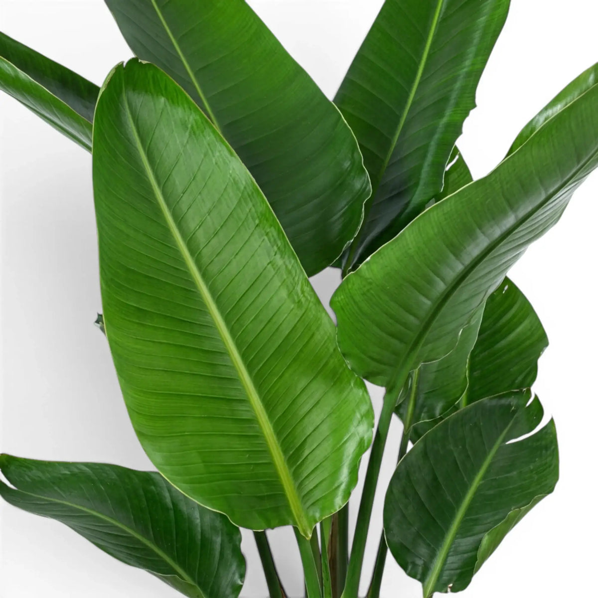 Close-up of Strelitzia nicolai foliage on white background
