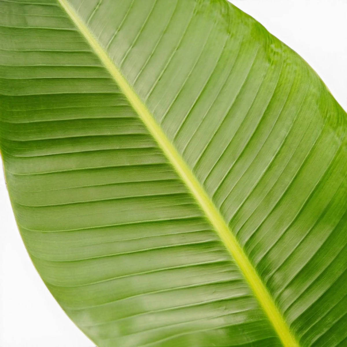 Close-up of Strelitzia nicolai leaves on white background