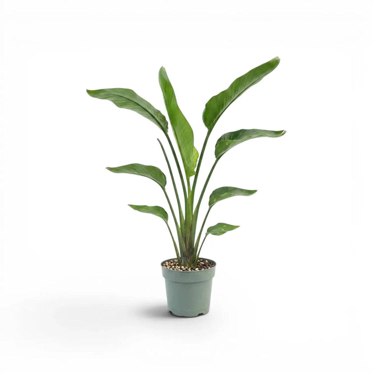 Medium Strelitzia nicolai plant in a nursery pot on white background