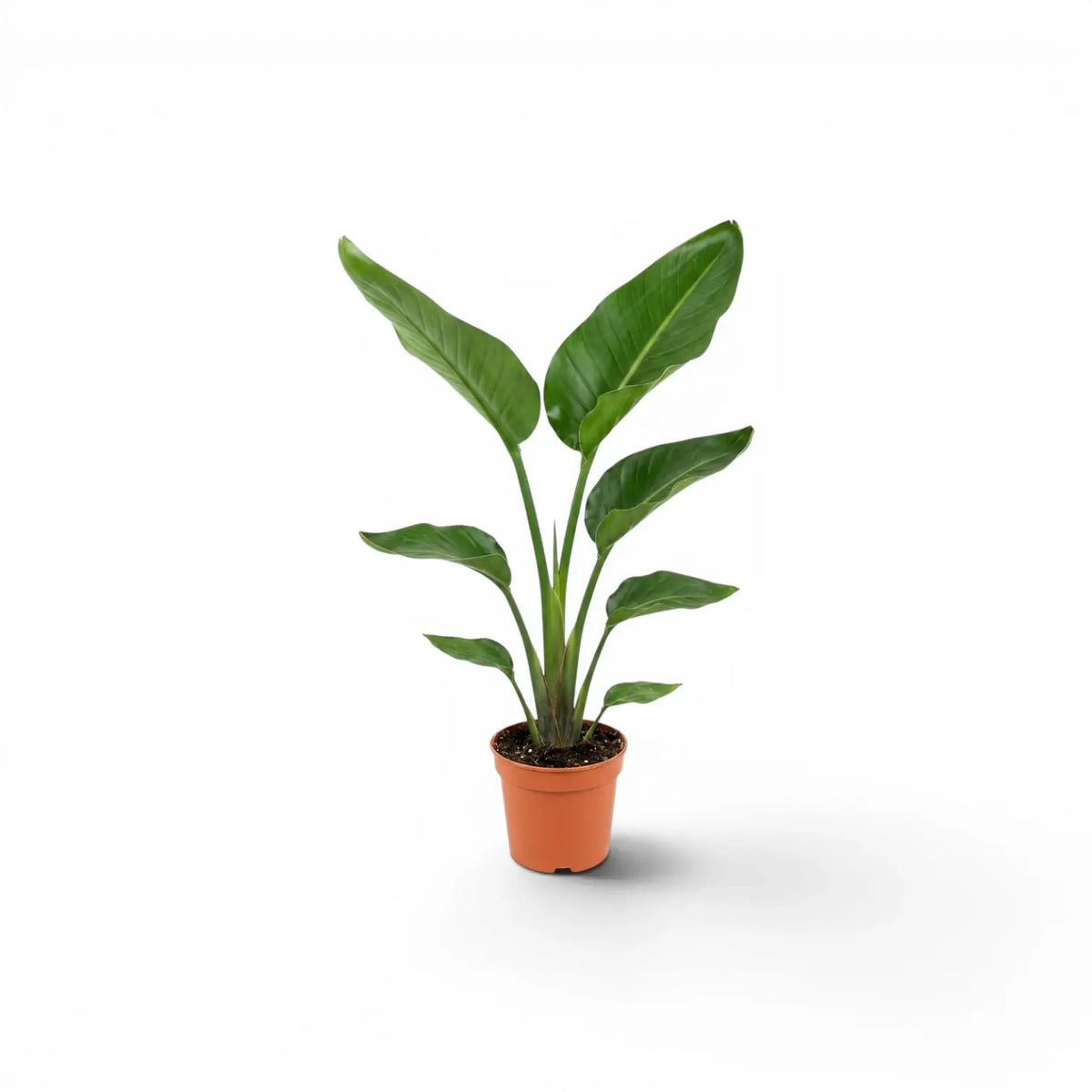 Small Strelitzia nicolai plant in a nursery pot on white background