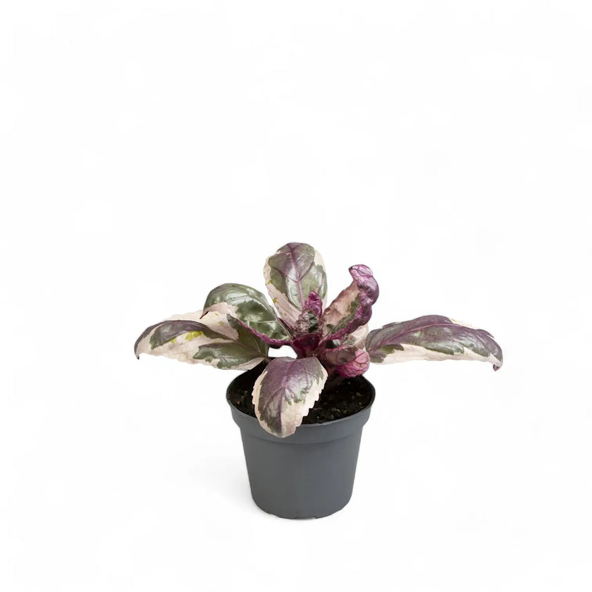 Strobilanthes alternata 'Snow White' potted plant in nursery pot on white background.