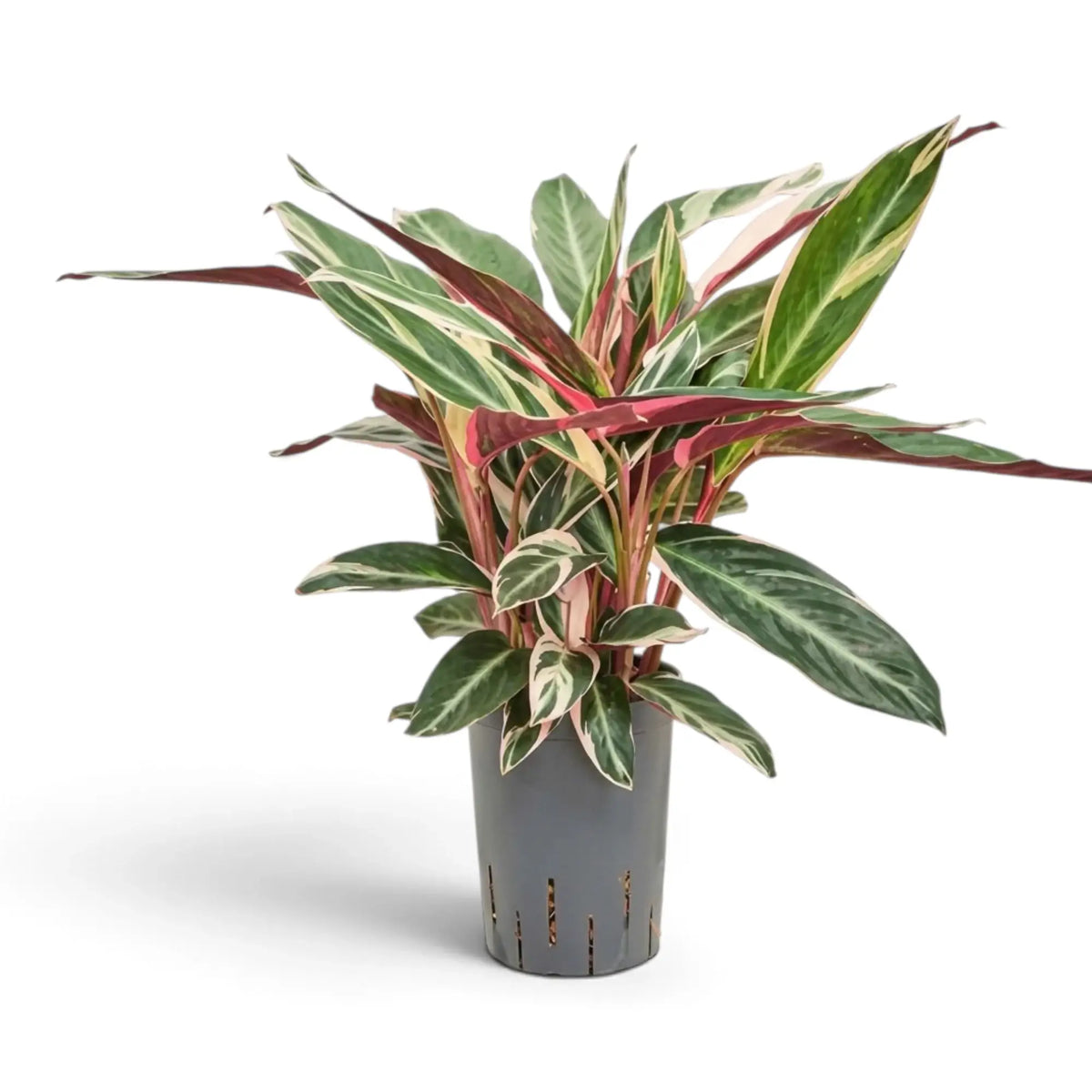 Stromanthe thalia 'Triostar' im grauen Topf mit breiten Blättern in Grün, Cremeweiß und Rosa