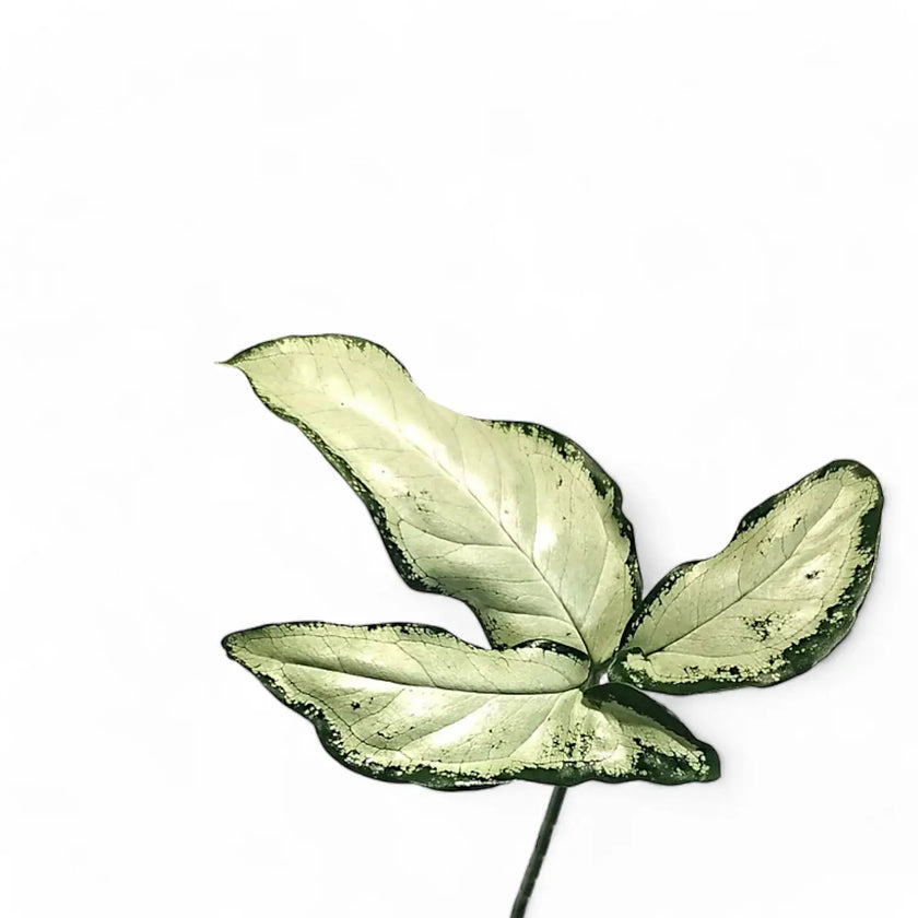 Syngonium angustatum 'Little star' – Blattdetail vor weißem Hintergrund..