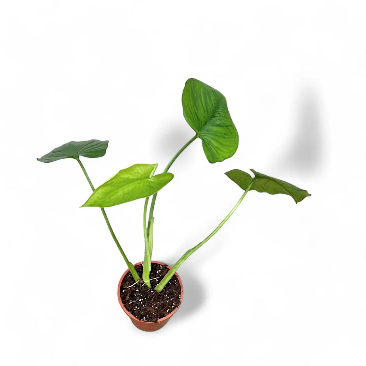 Syngonium chiapense Zimmerpflanze im Anzuchttopf vor weißem Hintergrund, Produktfoto 4.