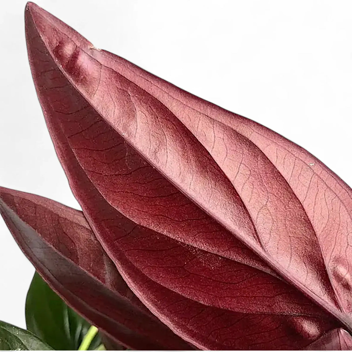 Nahaufnahme eines Blatts von Syngonium erythrophyllum 'Red Arrow' vor weißem Hintergrund.