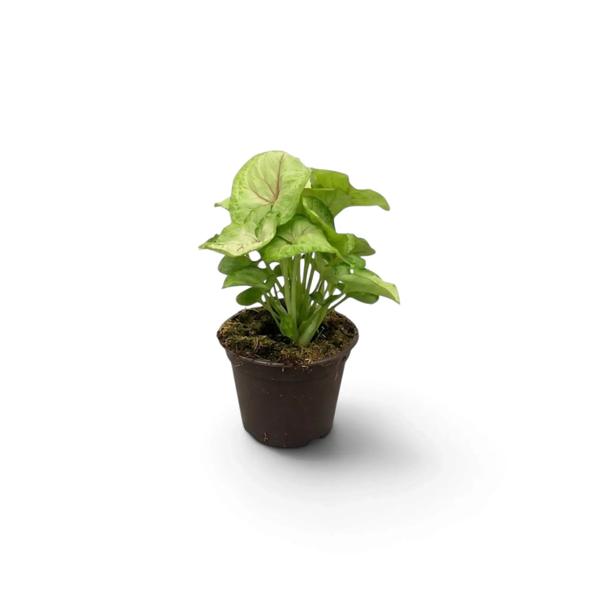 Syngonium 'Mango Allusion' als Jungpflanze mit hellgrünen Blättern und rosafarbenen Blattadern im Kulturtopf.