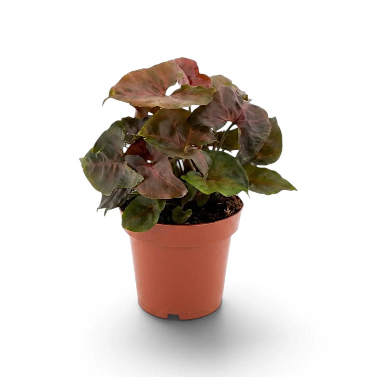 Syngonium podophyllum 'Maria Allusion' im Kulturtopf