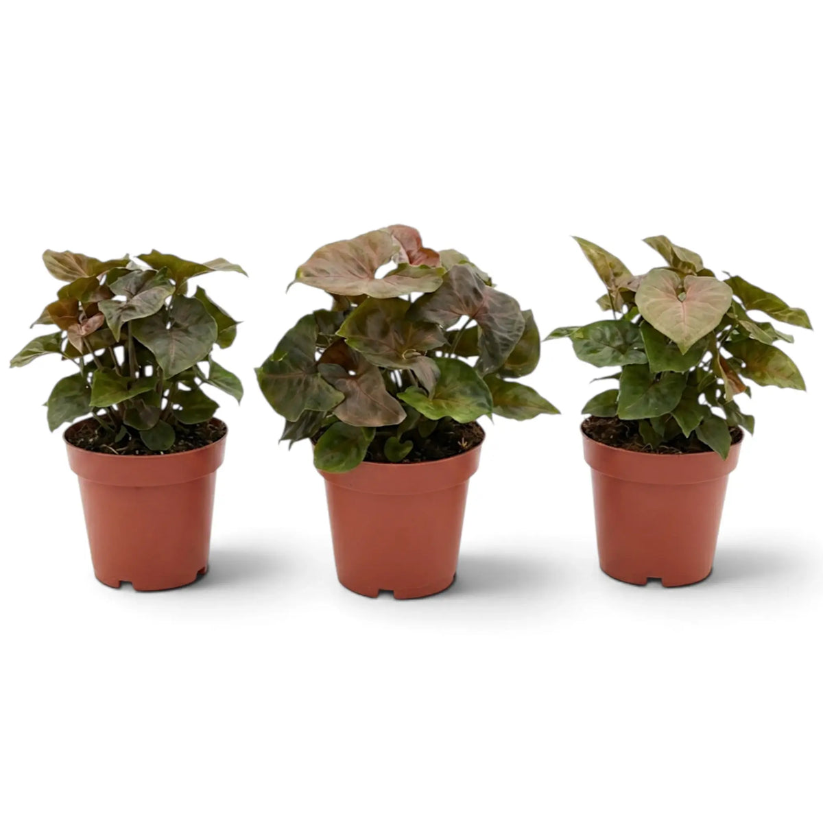Syngonium podophyllum 'Maria Allusion' im Kulturtopf