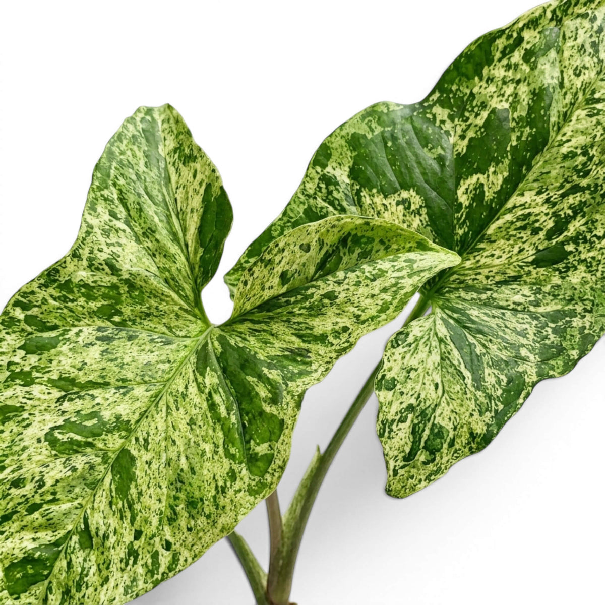 Nahaufnahme grün-limettengrün marmorierter Blätter von Syngonium Mottled vor weißem Hintergrund
