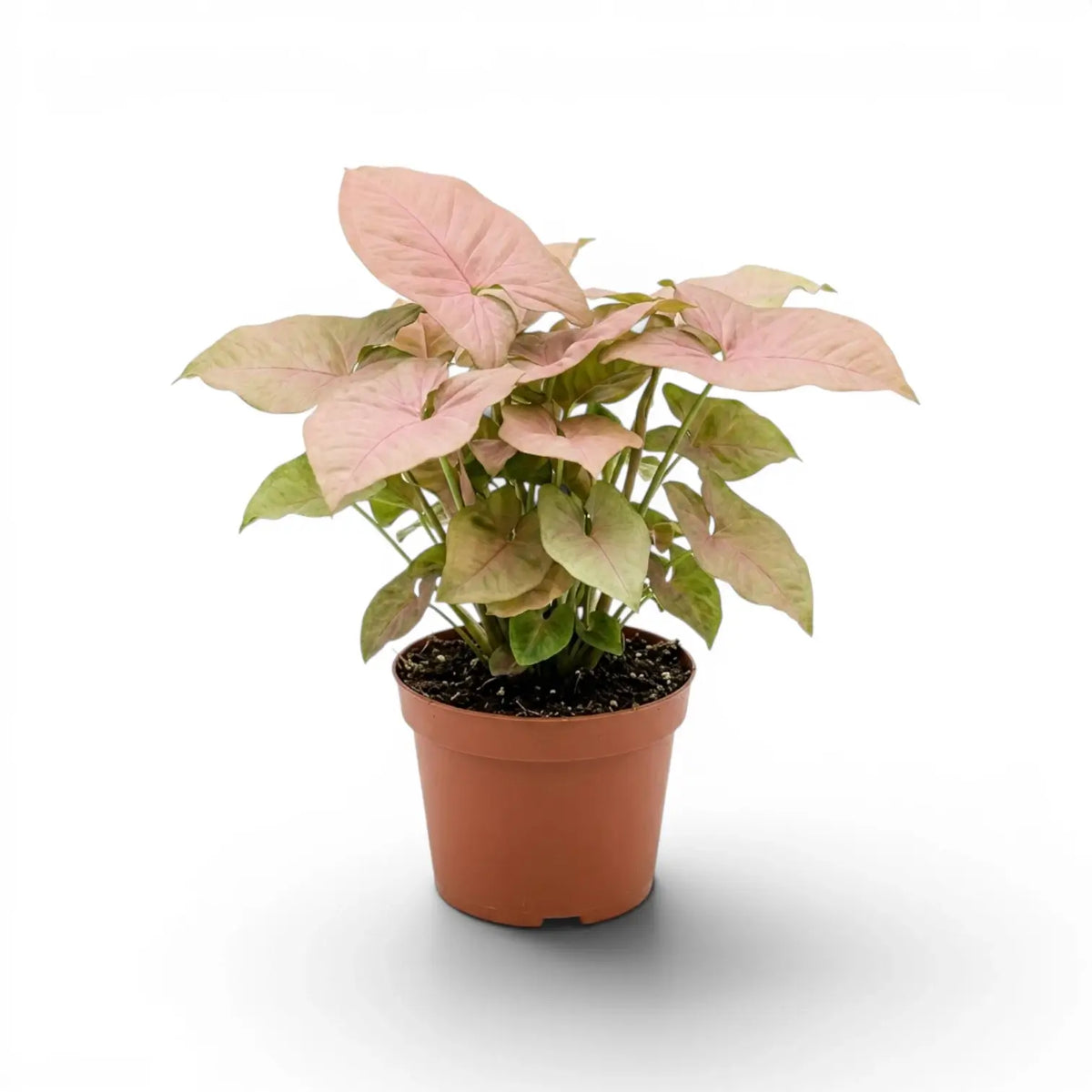 Syngonium Neon mit rosa-grünen Blättern im Topf vor weißem Hintergrund