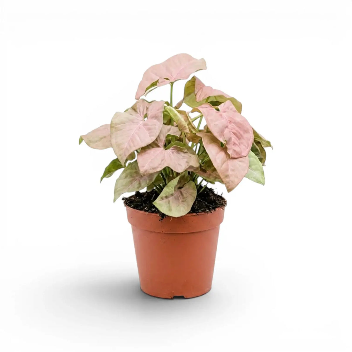 Syngonium Neon mit rosa-grünen Blättern im Topf vor weißem Hintergrund