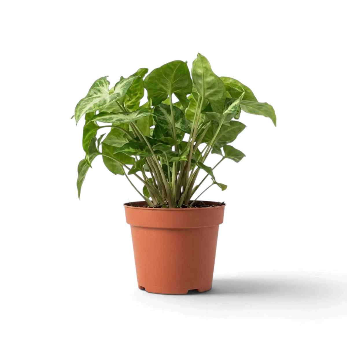 Syngonium 'Pixie' im Kulturtopf mit cremefarben gezeichneten grünen Blättern an dicht beieinanderstehenden, aufrechten Blattstielen.
