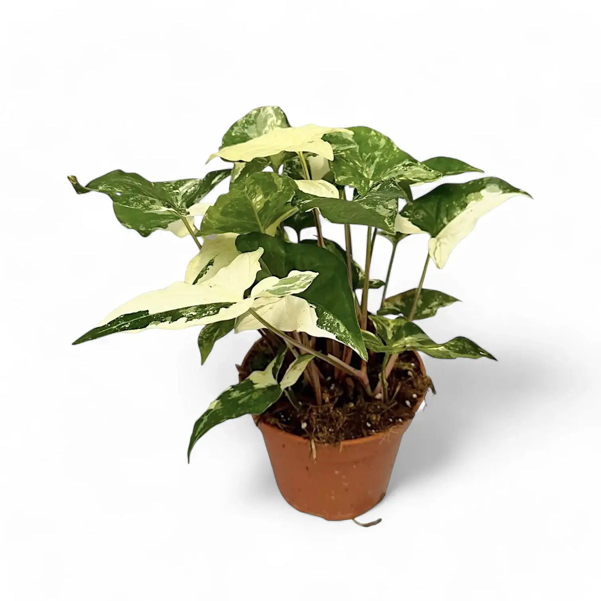Syngonium podophyllum 'Albo Variegata' potted plant in nursery pot on white background.