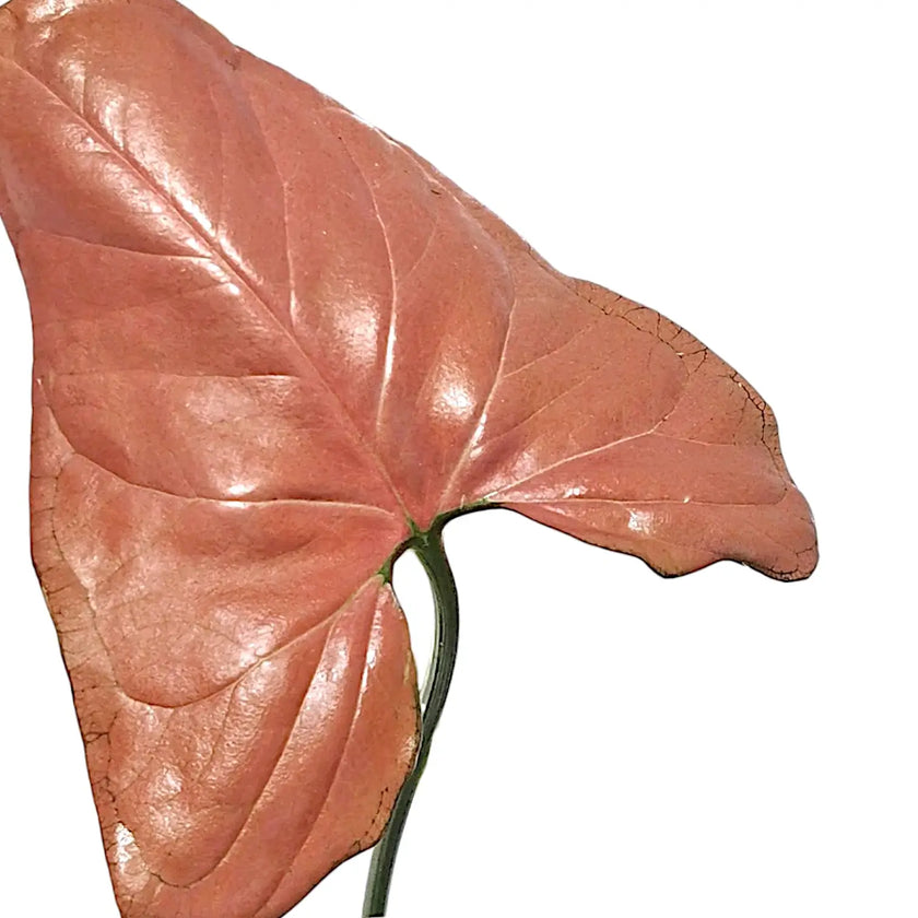 Syngonium podophyllum 'Aom nak' ('Neon tetra', 'Orm nak') – Blattdetail vor weißem Hintergrund..