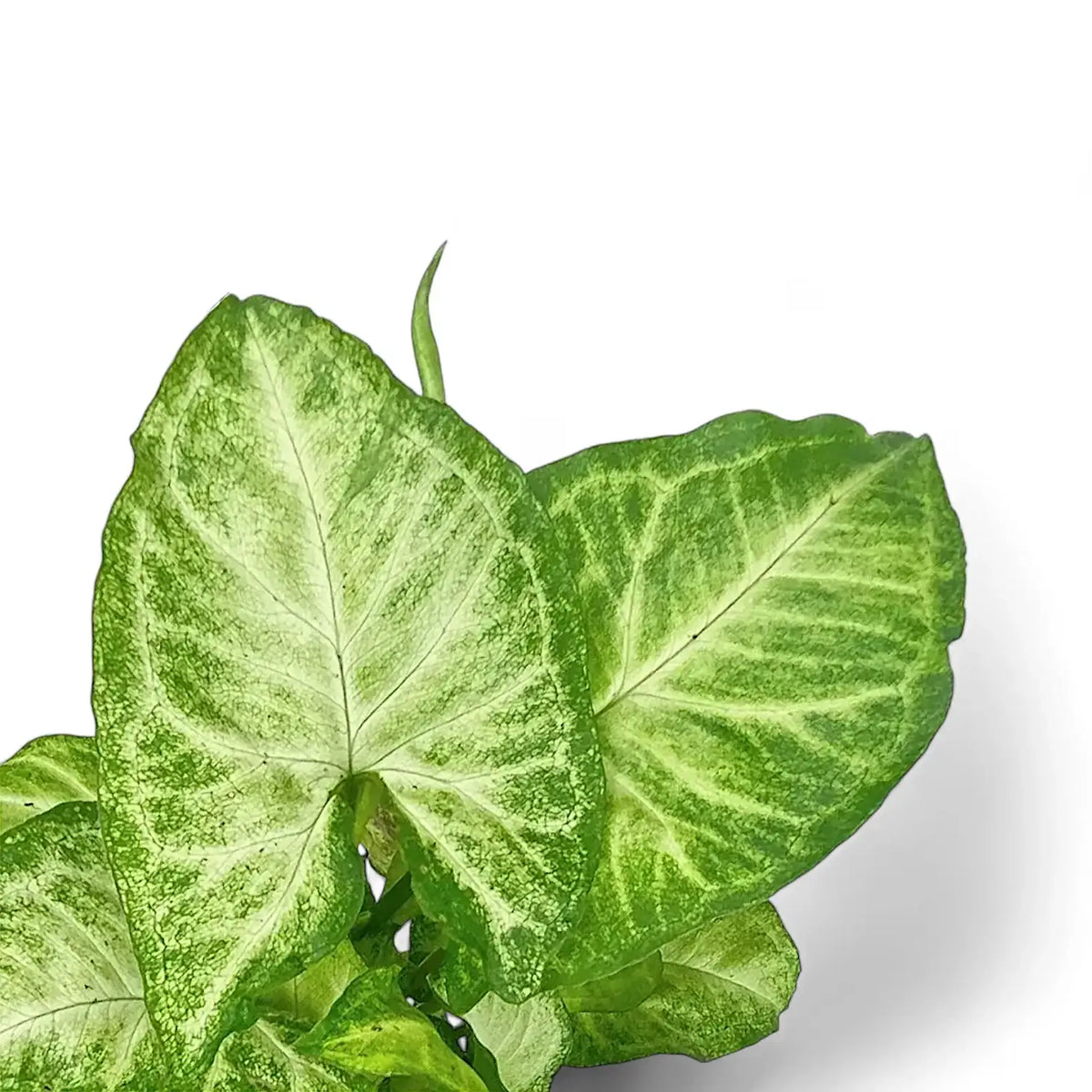 Nahaufnahme eines Blatts von Syngonium podophyllum 'Arrow' vor weißem Hintergrund.