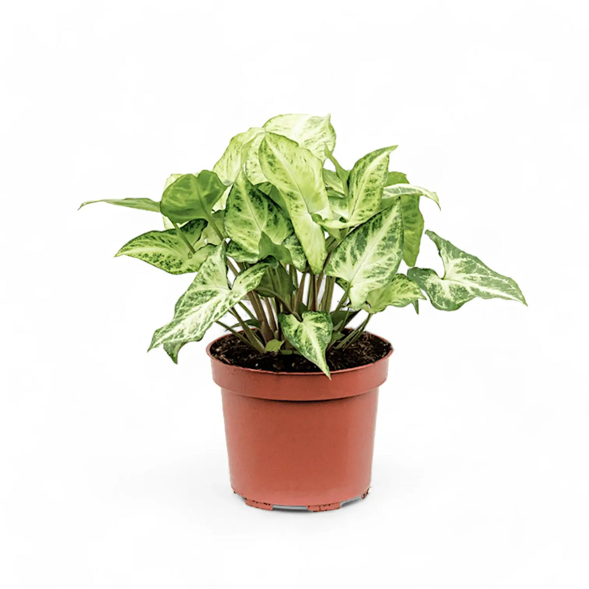 Syngonium podophyllum 'Arrow' – Zimmerpflanze im Kulturtopf auf weißem Hintergrund, Produktfoto 2.