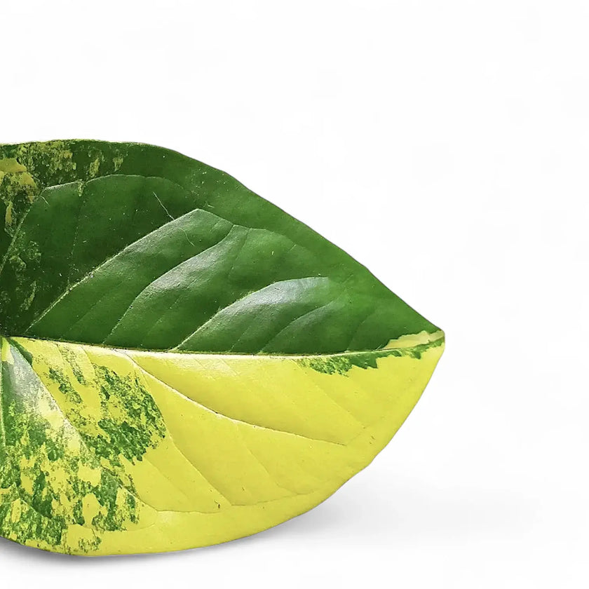 Syngonium podophyllum 'Aureum' – Blattdetail vor weißem Hintergrund..