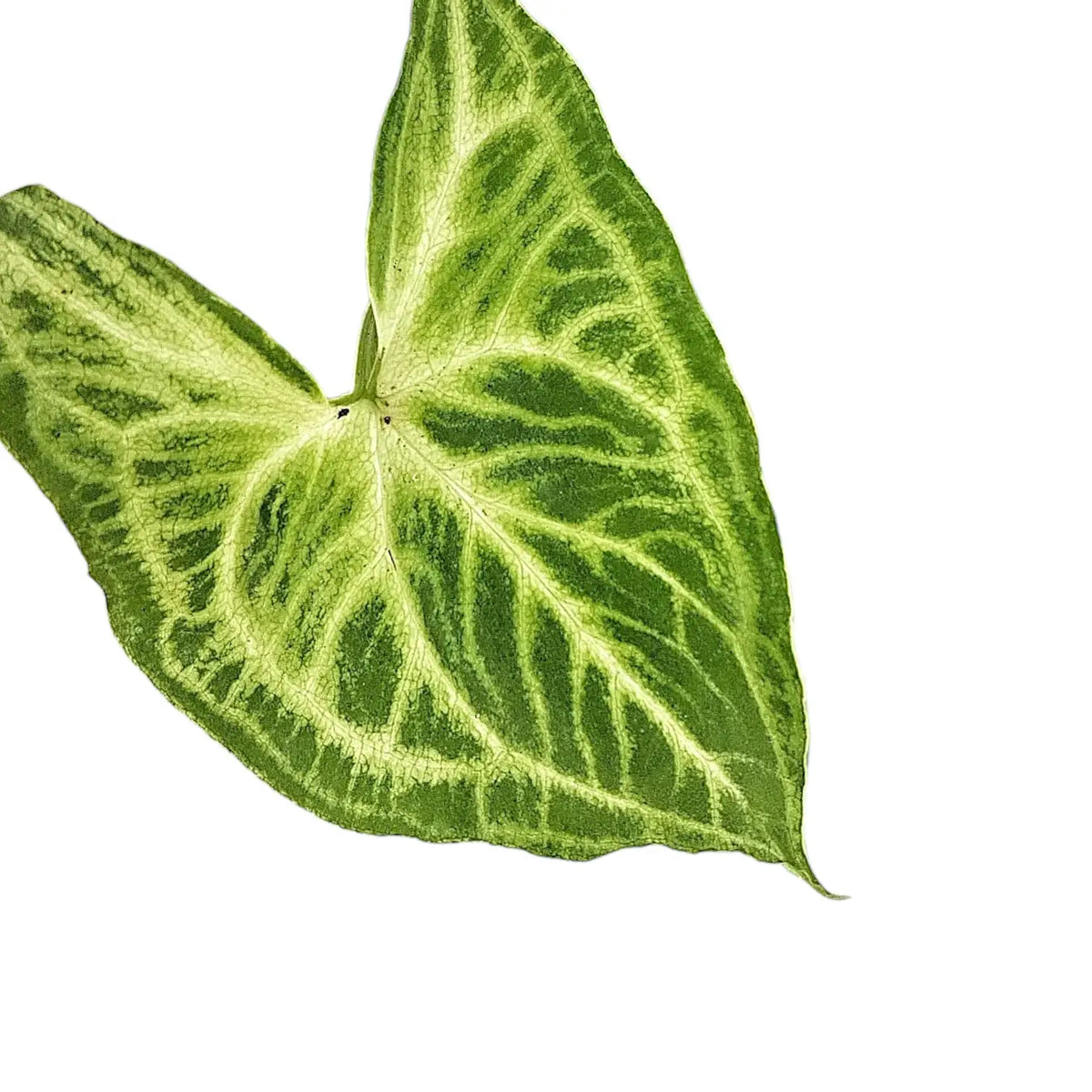 Nahaufnahme von Syngonium podophyllum 'Batik' ('Golden venation') vor weißem Hintergrund.