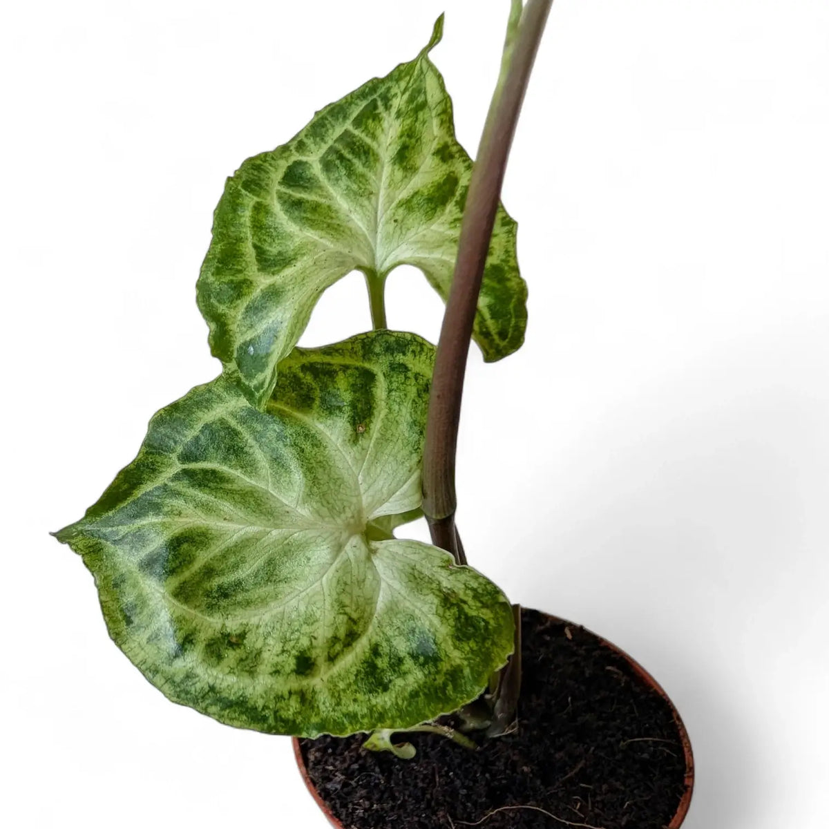 Syngonium podophyllum 'Batik' ('Golden venation') – Zimmerpflanze im Kulturtopf auf weißem Hintergrund, Produktfoto 12.