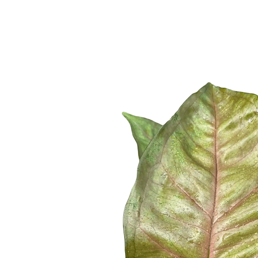 Syngonium podophyllum 'Berry allusion' – Blattdetail vor weißem Hintergrund..