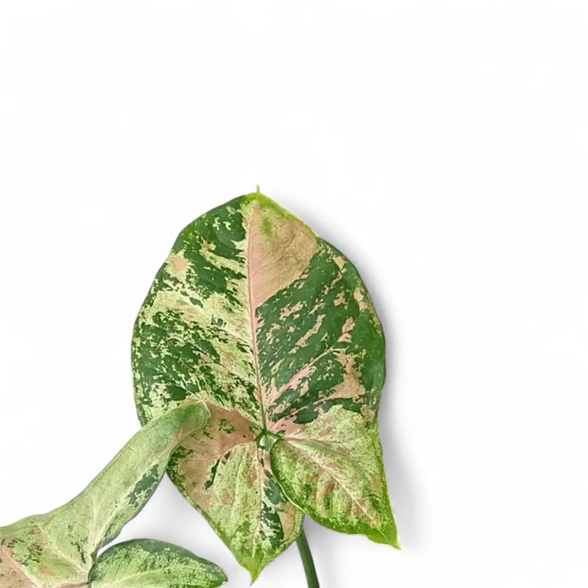 Syngonium podophyllum 'Confetti Tricolor' – Blattdetail vor weißem Hintergrund..