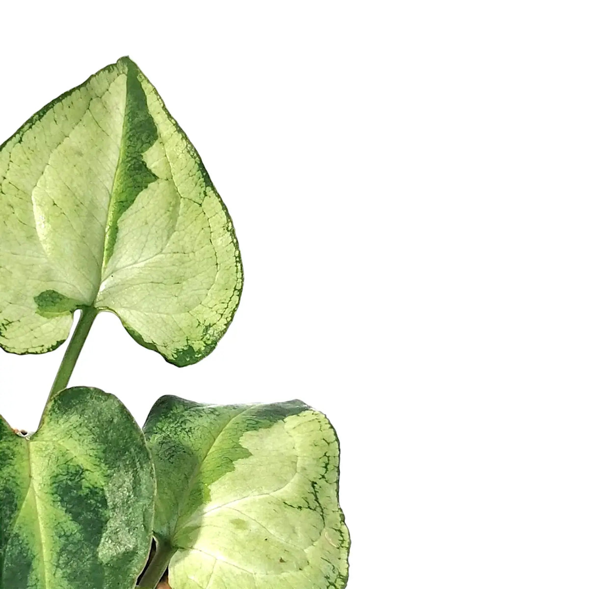 Syngonium podophyllum 'Eclipse' leaf detail on white background.