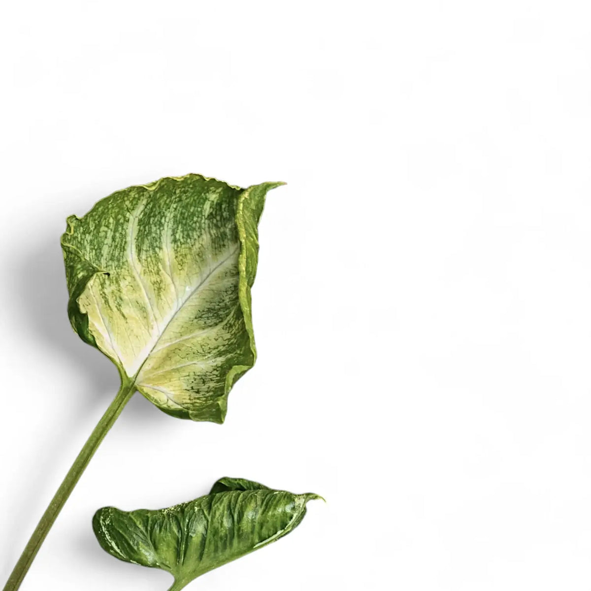Syngonium podophyllum 'Godzilla' – Blattdetail vor weißem Hintergrund..