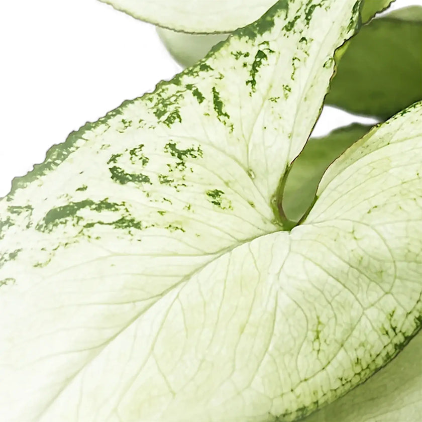 Syngonium podophyllum 'Nguengi Laima' aka (Ngern Lai Ma, Silver Holly) leaf detail on white background.
