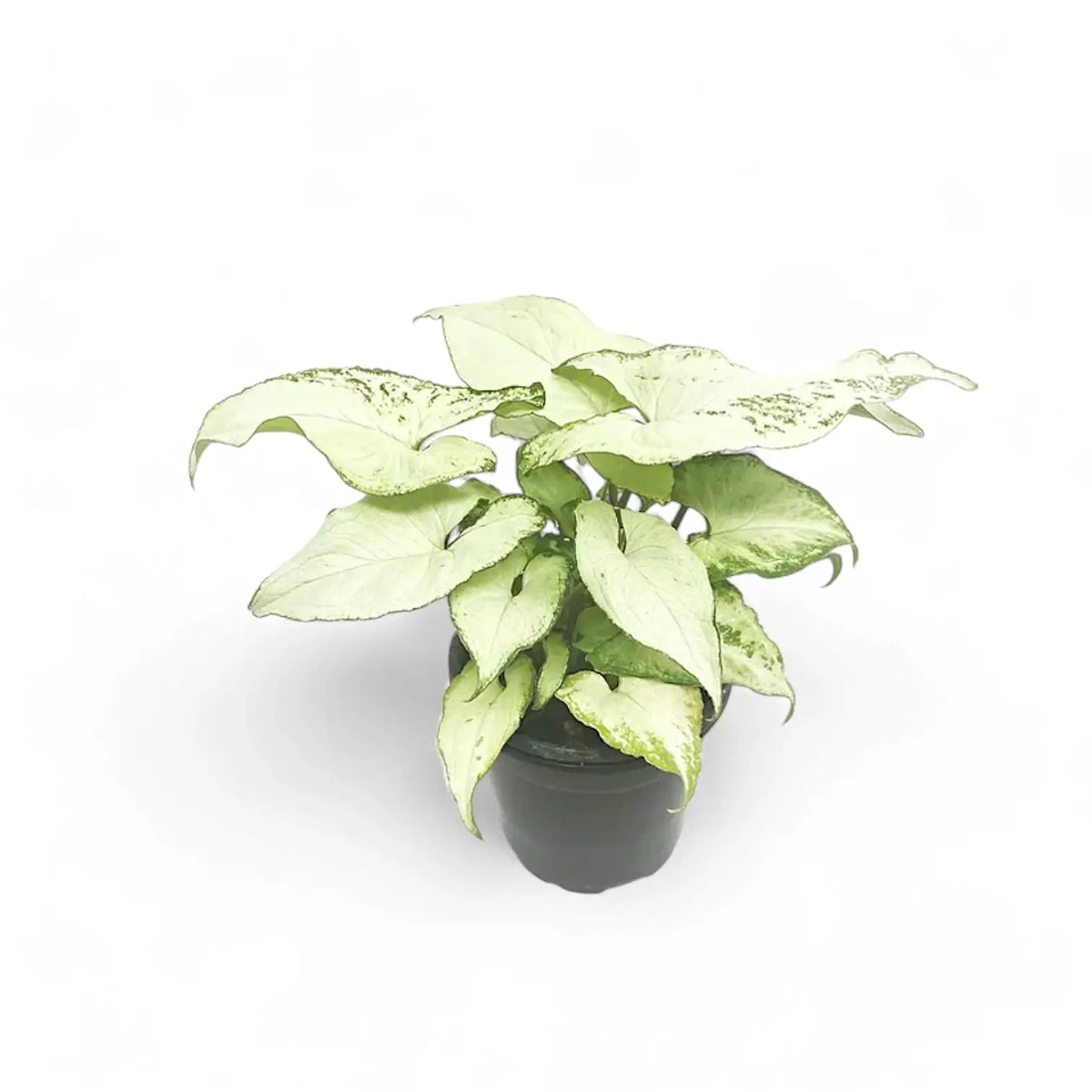 Syngonium podophyllum 'Nguengi Laima' aka (Ngern Lai Ma, Silver Holly) potted plant in nursery pot on white background.