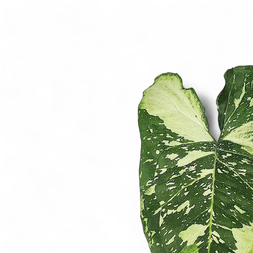 Syngonium podophyllum 'Panda galaxy' leaf detail on white background.