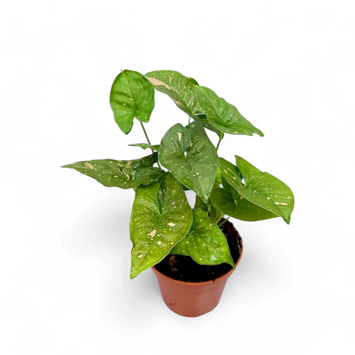 Syngonium podophyllum 'Pink splash allusion' potted plant in nursery pot on white background.