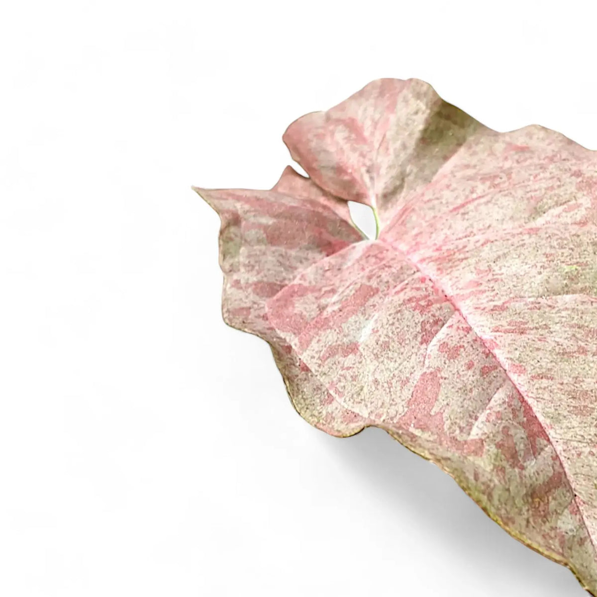 Syngonium podophyllum 'Pink spot' close-up of leaf on white background.