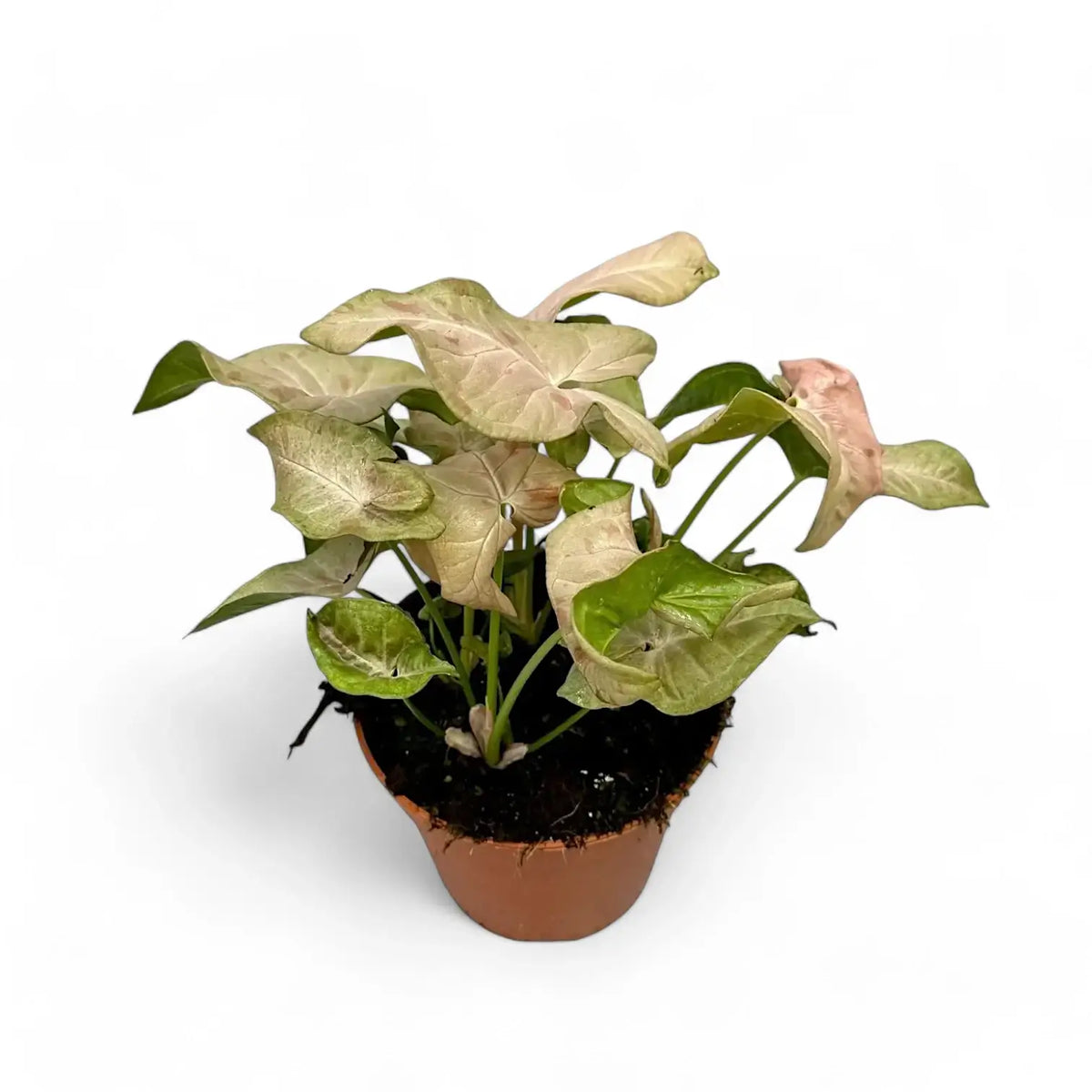 Syngonium podophyllum 'Pink spot' potted plant in nursery pot on white background.