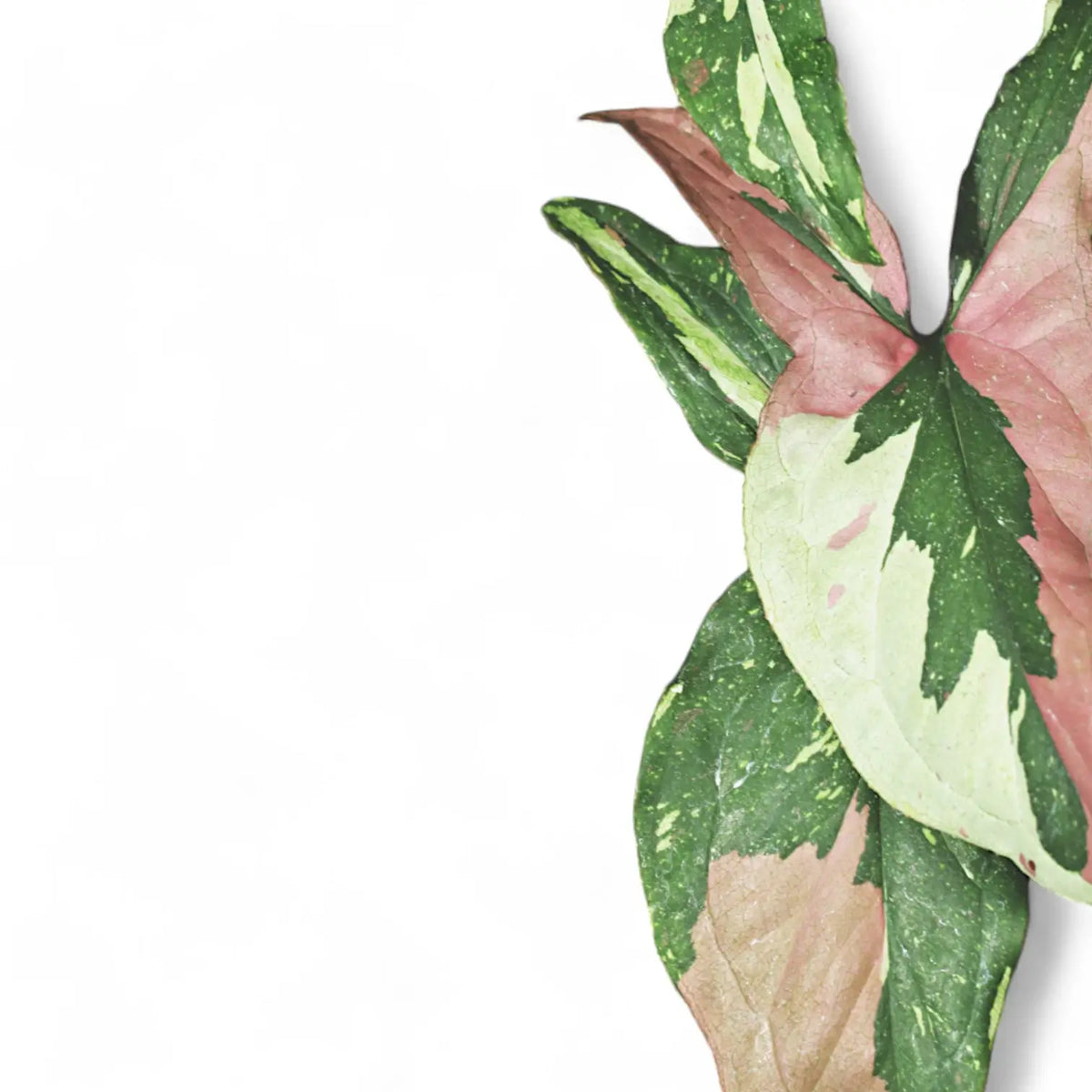 Nahaufnahme eines Blatts von Syngonium podophyllum 'Red spot tricolor' vor weißem Hintergrund.