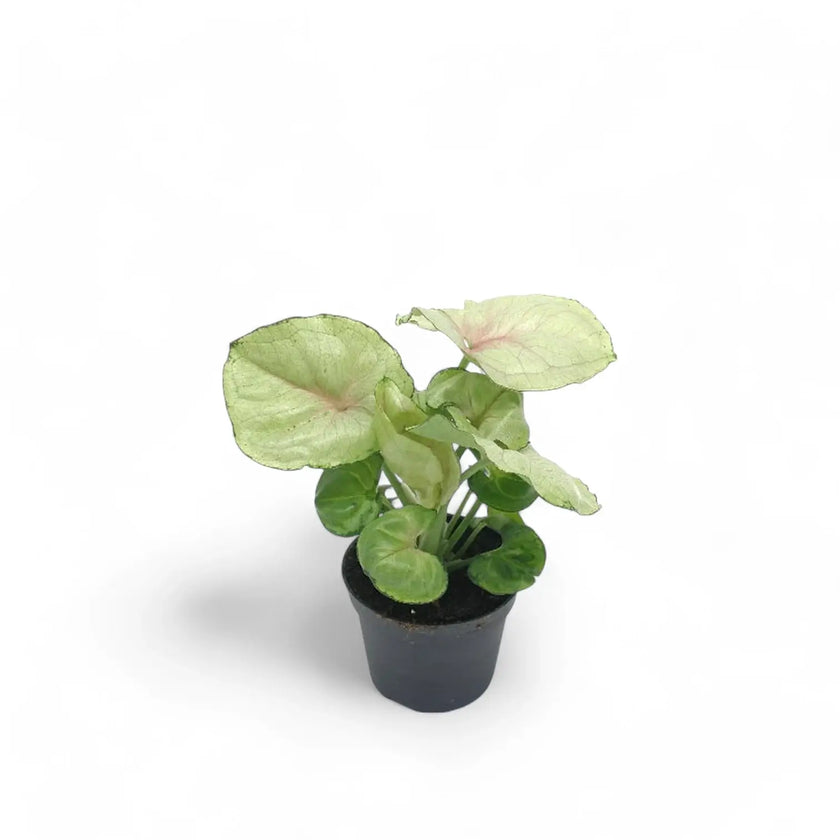 Syngonium podophyllum 'Roxanne' Zimmerpflanze im Anzuchttopf vor weißem Hintergrund, Produktfoto 2.