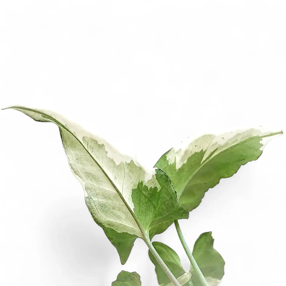 Syngonium podophyllum 'Starlite' aka 'Zebrina' – Blattdetail vor weißem Hintergrund..