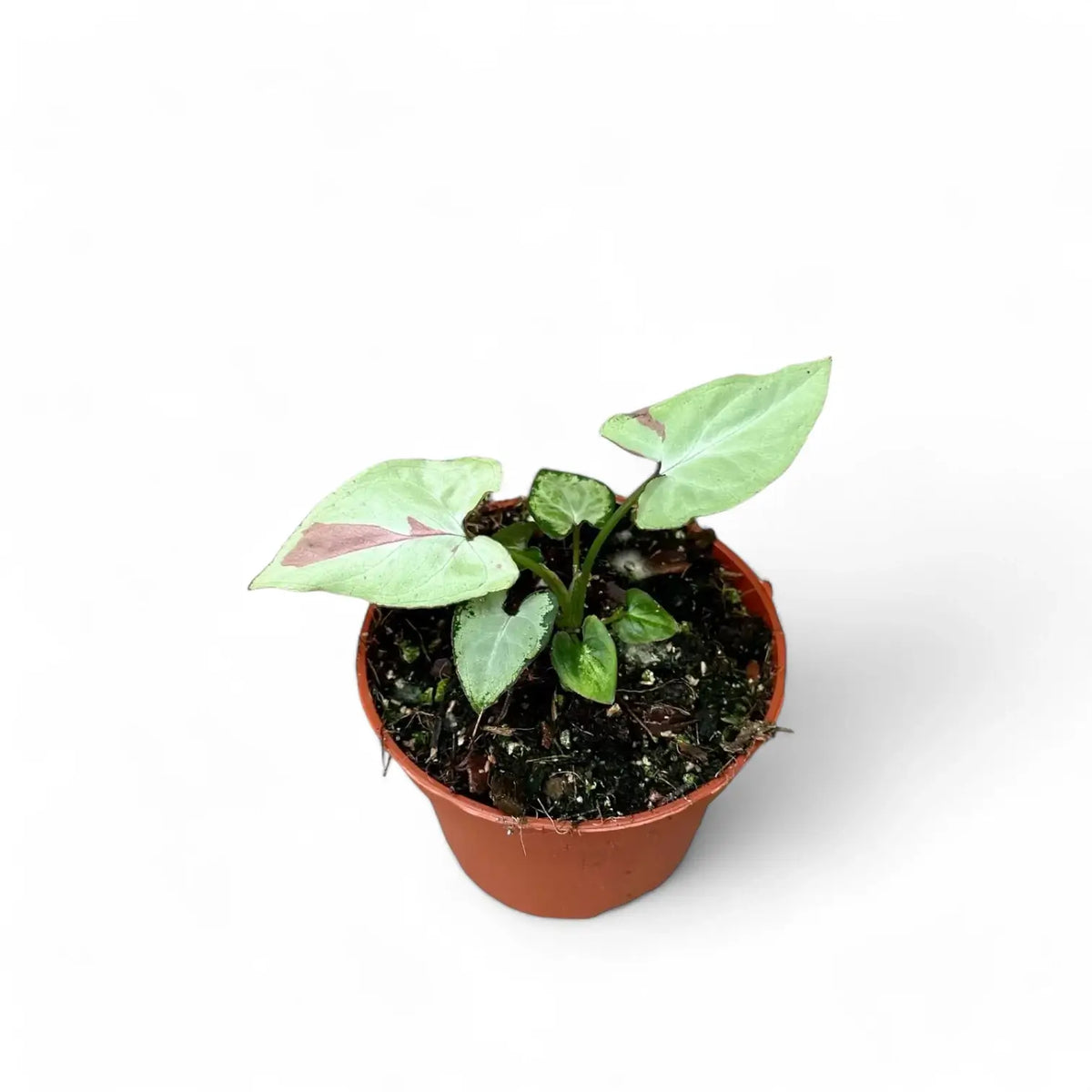Syngonium podophyllum 'Strawberry milk' potted plant in nursery pot on white background.